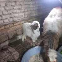 گوسفند با بره|حیوانات مزرعه|حمیدیه, |دیوار