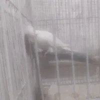 عروس هلندی جوجه مولد|پرنده|قم, شهرک توانیر|دیوار