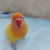 کوتوله برزیلی|پرنده|سبزوار, زینبیه|دیوار