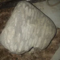 فسیل|کلکسیون اشیاء عتیقه|مرند, |دیوار