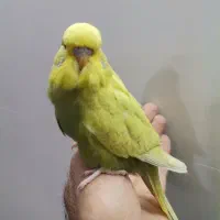 مرغ عشق انگلیسی وکوتوله نر مست|پرنده|قم, هنرستان|دیوار