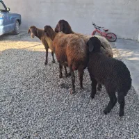 ۳ راس گوسفند درجه یک|حیوانات مزرعه|سیجوال, |دیوار