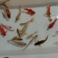 ماهی قرمز کله شیری و کوی و کپور|ماهی|خمینی‌شهر, |دیوار