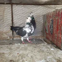 سوسکی سینه سفید