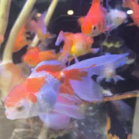 گلدفیش سوپر|ماهی|مشهد, عامل|دیوار