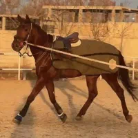 آموزش سوارکاری پانسیون و آموزش اسب