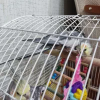 عروس هلندی|پرنده|بیجار, |دیوار