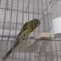 قناری رسمی بلند