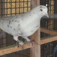 کفتر کبوتر|پرنده|تهران, خانی آباد نو شمالی|دیوار