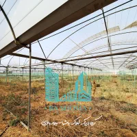 ۷ هزار متر گلخانه/فول/۶هزارمتر سالن/چسبیده به شهر|فروش دفتر صنعتی، کشاورزی، تجاری|قرچک, میرزائی جنوبی|دیوار