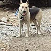 سگ ژرمن فروشی