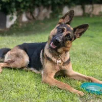 سگ نجاتدار پیدا شده فقط مالک با نشانی یا مدرک|حیوانات|اسفراین, |دیوار