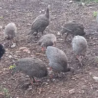 شاخدار‌سفید‌طوسی