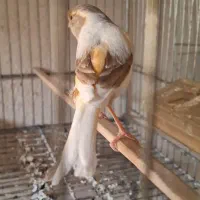 دوعدد ماده قناری ابلغ اهویی جفت خور سهره|پرنده|شیراز, پودنک|دیوار