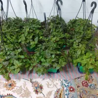 گل مروارید بسیار زیبا،جز گلهای آپارتمانی میباشد|گل و گیاه طبیعی|مبارکه, |دیوار