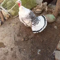 بوقلمون محلی|حیوانات مزرعه|شیروان (خراسان), |دیوار