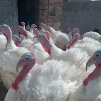 ازتولید به مصرف گوشت ارگانیک بوقلمون|حیوانات مزرعه|بیرجند, |دیوار