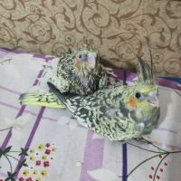 جوجه عروس هلندی