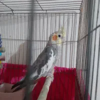 عروس هلندی نر و ماده