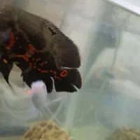 ماهی.|ماهی|دوگنبدان, |دیوار