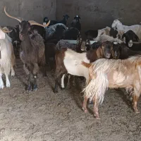 بز و بزغاله نر سبک و سنگین