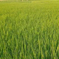 زمین-گشاورزی