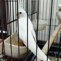 عروس هلندی آلبینو|پرنده|تهران, جوادیه|دیوار