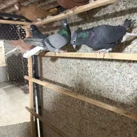 کبوتر|پرنده|تهران, مینابی|دیوار