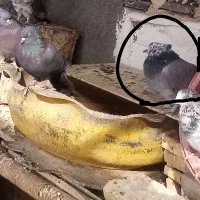 کفتر گم شده