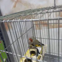 سهره داغ سر تلی