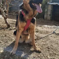 سگ ژرمن شپرد ماده