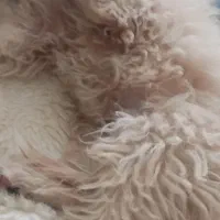 دو تا سگ شیتزو خوشگل و بازی خوش. بی صدا|سگ|بیرجند, |دیوار