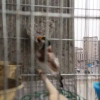 سهره|پرنده|پاکدشت, پاکدشت (مامازند)|دیوار