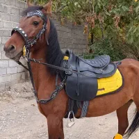 فروش اسب کهر نژاد کرد|اسب و تجهیزات اسبسواری|مراغه, |دیوار