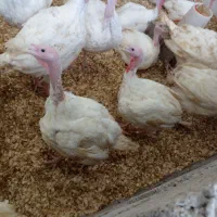 فروش بوقلمون زنده|حیوانات مزرعه|رشت, شهرک صنعتی|دیوار