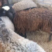 شبانه روزی|حیوانات مزرعه|تهران, فردوس|دیوار