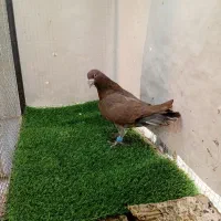 کبوتر کفتر پرشی سرخ سینه سبز|پرنده|شیروان (خراسان), |دیوار