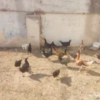 جوجه خروس و مرغ