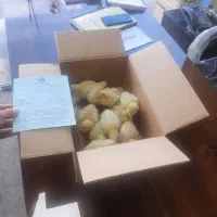 بوقلمون بیوتی 6|حیوانات مزرعه|نوشین شهر, |دیوار