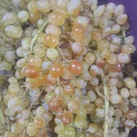 انگور کشمش