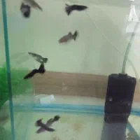 9عدد ماهی گوپی فول بلک درشت|ماهی|تهران, والفجر (افسریه)|دیوار