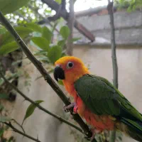 طوطی خورشیدی و راهب دستی|پرنده|رشت, گلسار|دیوار