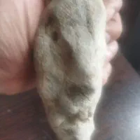 فسیل جمجمه انسان یا غیر انسان