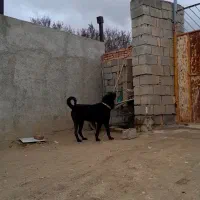 سگ سراب اصیل