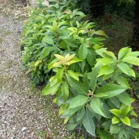 اووکادو نهال ۲ ساله|گل و گیاه طبیعی|نوشهر, |دیوار