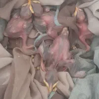 جوجه مینا