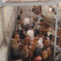 قفس ۳ طبقه پرندگان|لوازم جانبی حیوانات|خرمآباد (تنکابن), |دیوار