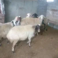 پنج عدد میش سفید
