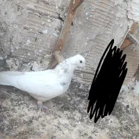 کبوتر پرشی زنبور