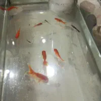 مایل به معامله هستم با خرگوش وپرنده و جوجه